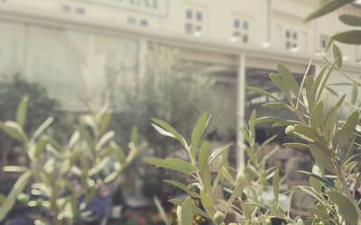 LETNI OGRÓD NOWEGO ŚWIATA