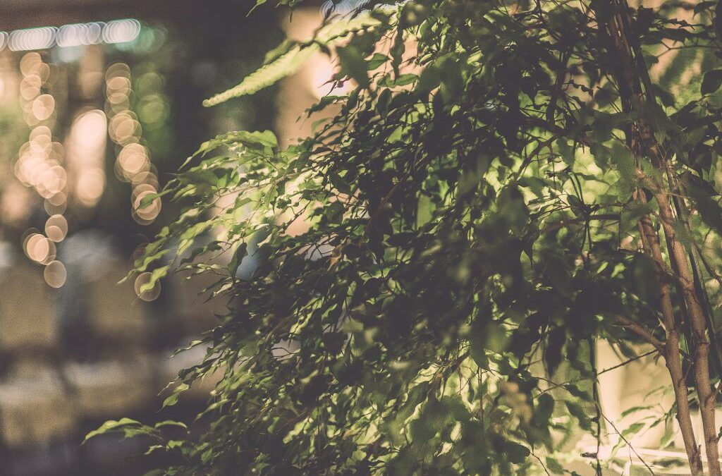 MAJÓWKA Z NOWYM ŚWIATEM