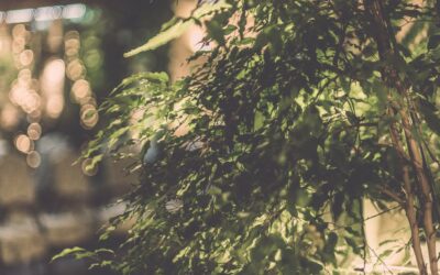 MAJÓWKA Z NOWYM ŚWIATEM