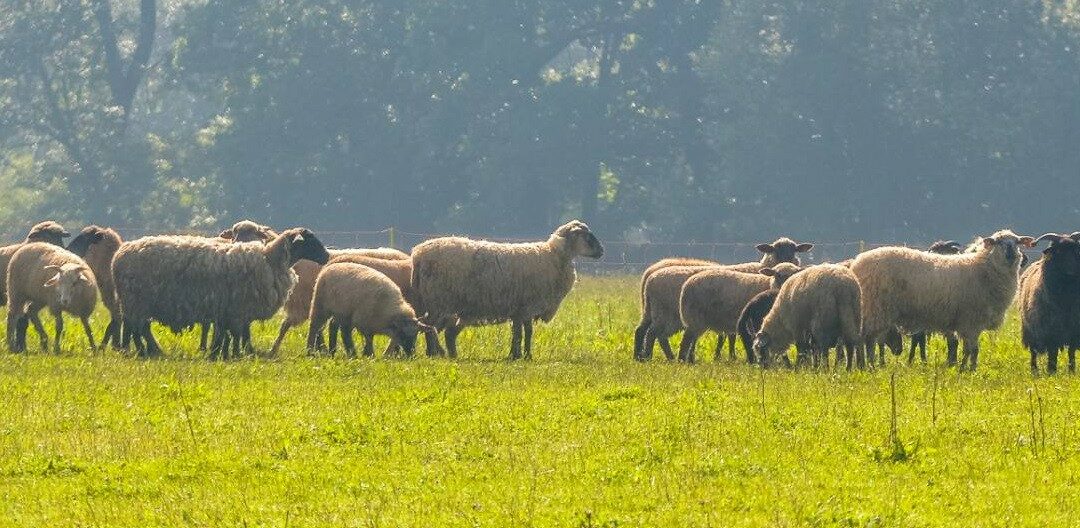 HISTORIA Z LIPOWYCH WZGÓRZ