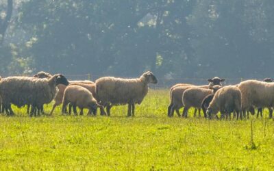 HISTORIA Z LIPOWYCH WZGÓRZ