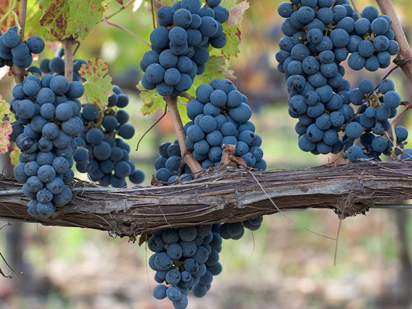 WINA NOWEGO ŚWIATA. ZAPACH ORIENTU.