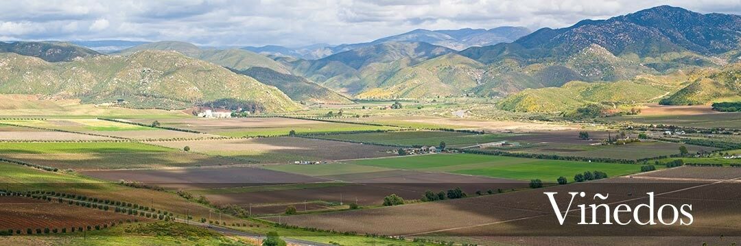WINA NOWEGO ŚWIATA – MEKSYKAŃSKA WŁOSKOŚĆ