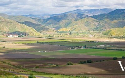 WINA NOWEGO ŚWIATA – MEKSYKAŃSKA WŁOSKOŚĆ