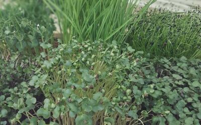 PO SĄSIEDZKU: ZAGUBIENI WŚRÓD ZIÓŁ!