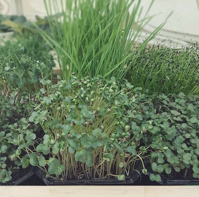 PO SĄSIEDZKU: ZAGUBIENI WŚRÓD ZIÓŁ!